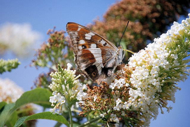 fiori-che-sbocciano-in-inverno-buddleia