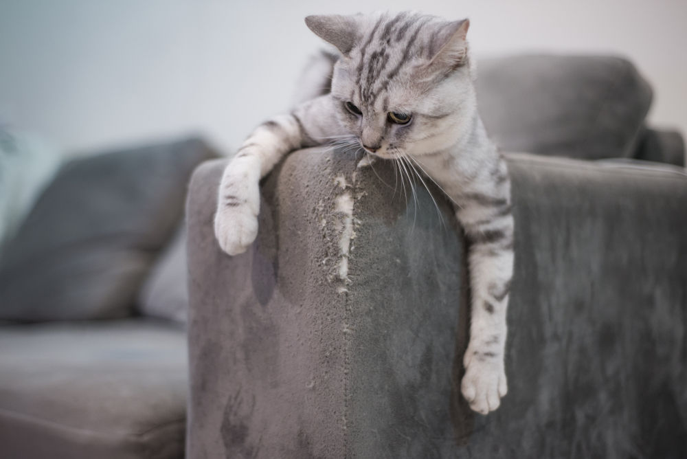 Gatto versus divano: come evitare che lo graffi - Arredamenti Bleve